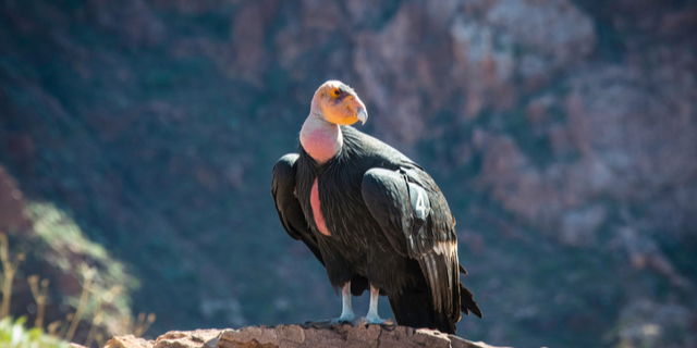 condor deterrent bird repellent