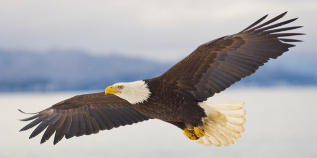 bald eagle repeller bird deterrent