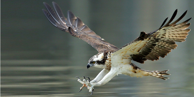 osprey repellent bird control