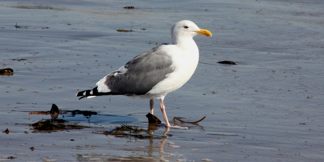 Gull deterrent for bird control