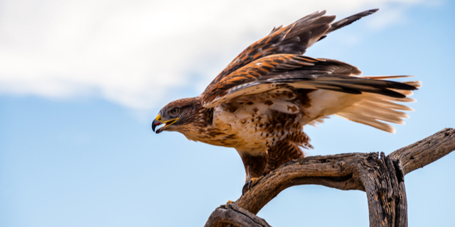 Hawk repeller for bird perch deterrent
