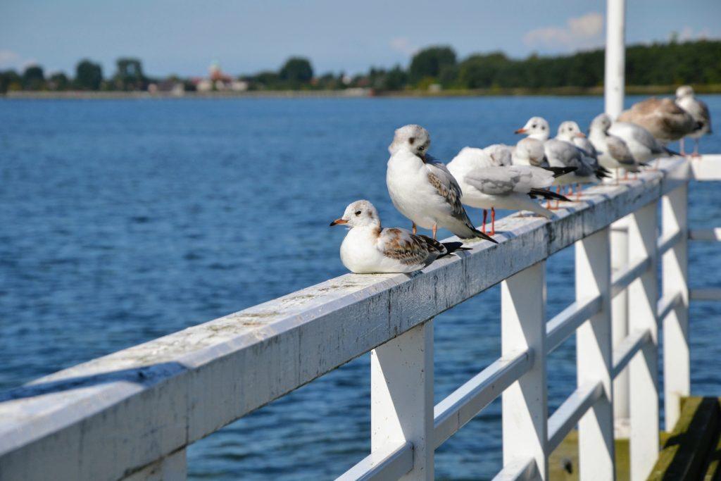 Small birds sitting on railing near sea