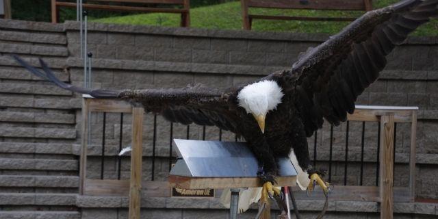 eagle bird control for industrial