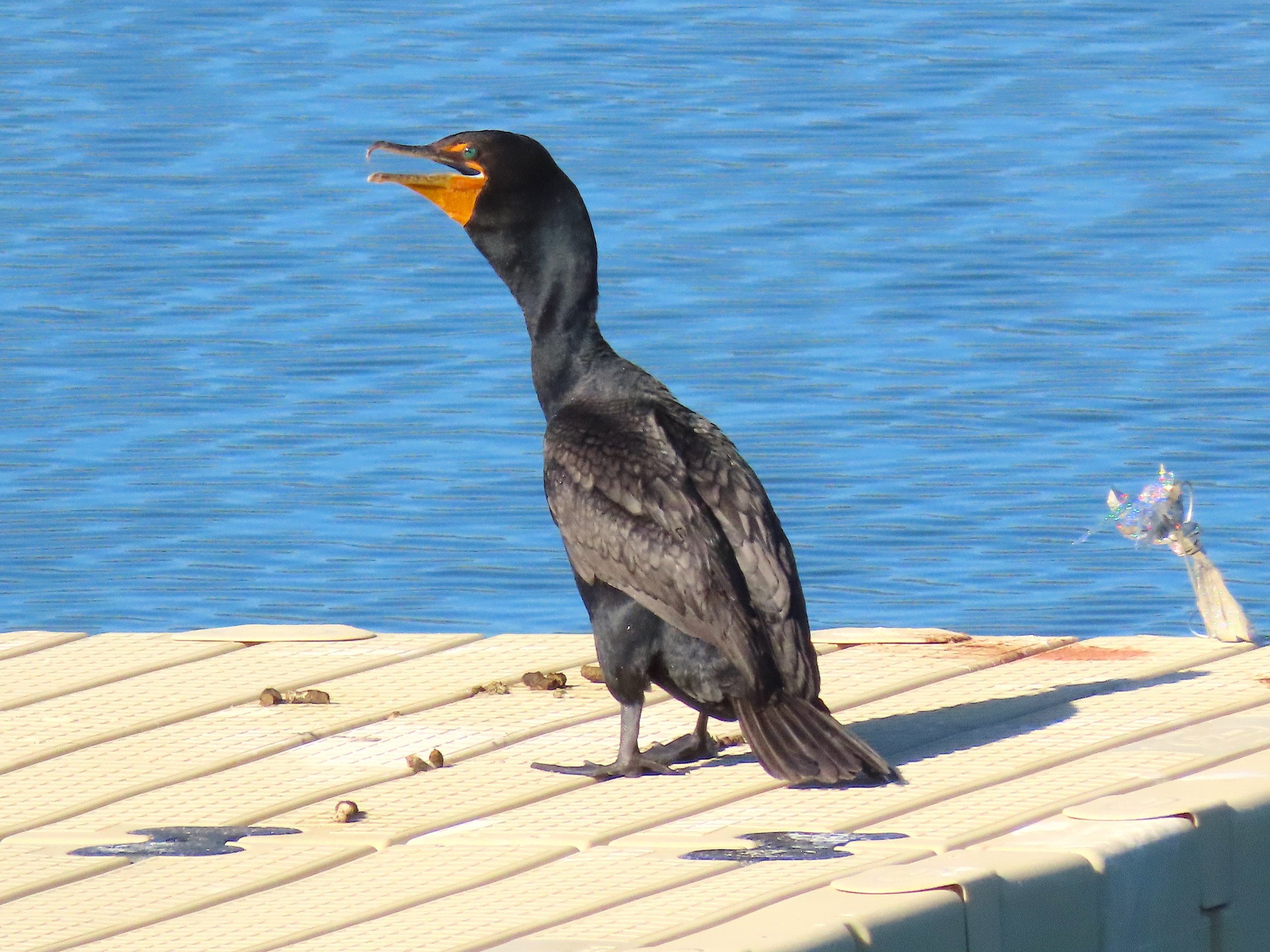 Effective Cormorant Control Solutions & Say Goodbye to Birds Problems