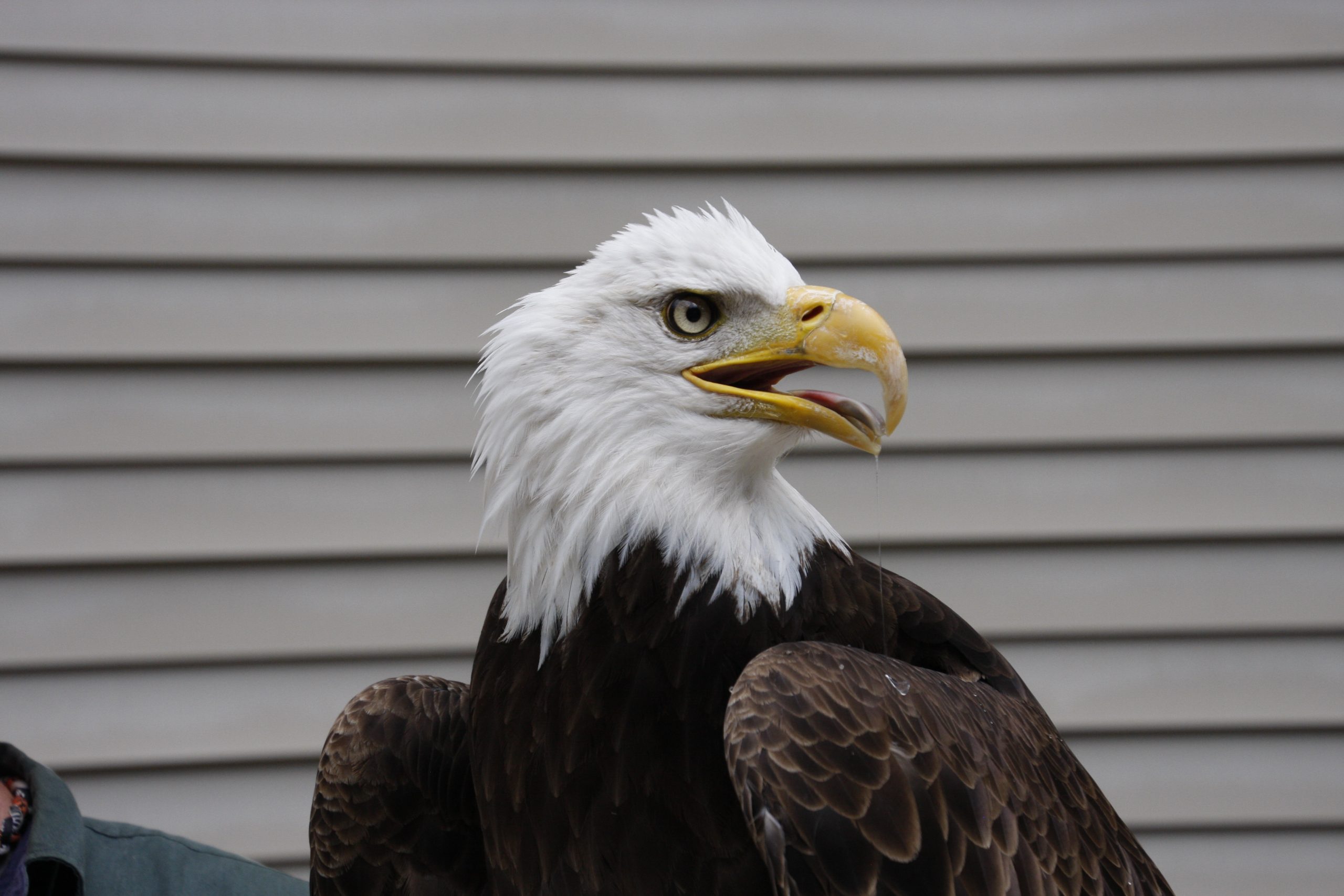Prevent Eagles Infestations with Our Trusted Bird Control Solutions