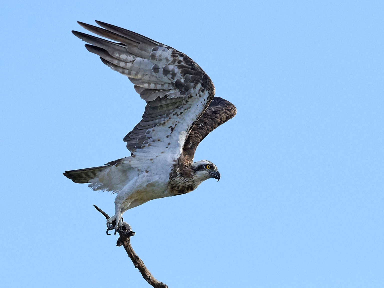 Osprey Deterrents that Work Get Rid of them Easily and Effectively
