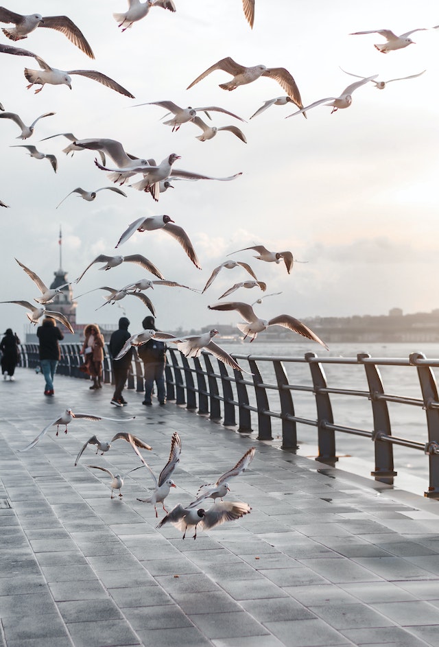 Bird Deterrents for Safe Operation of Roadways and Bridges